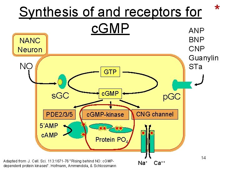 Synthesis of and receptors for * c. GMP ANP BNP CNP Guanylin STa NANC