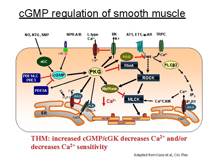 c. GMP regulation of smooth muscle NPR-A/B NO, NTG, SNP r. GC TRPC Ca