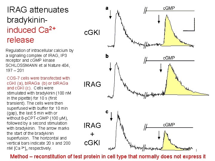 IRAG attenuates bradykinininduced Ca 2+ release c. GKI Regulation of intracellular calcium by a