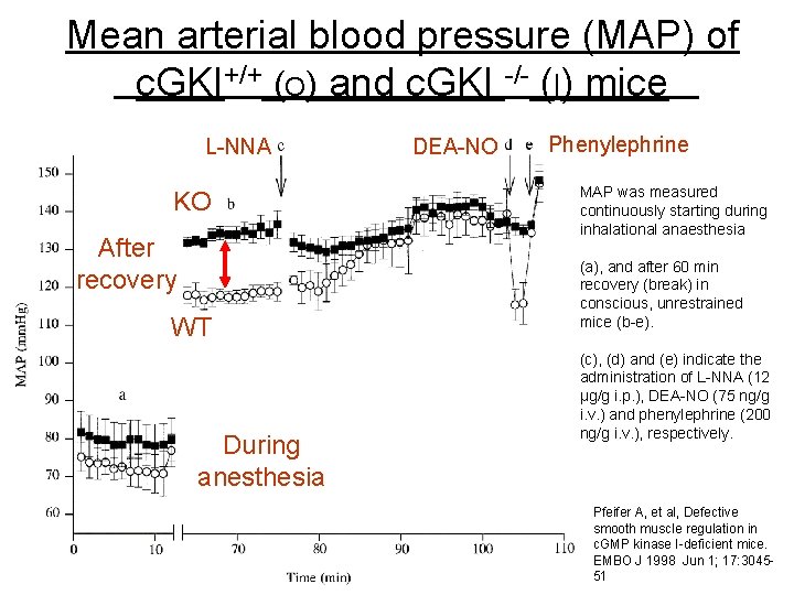 Mean arterial blood pressure (MAP) of c. GKI+/+ (O) and c. GKI -/- (l)