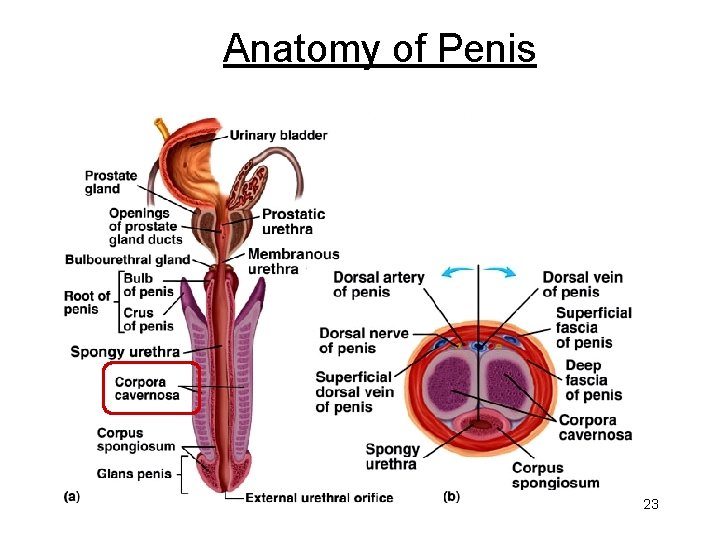 Anatomy of Penis 23 