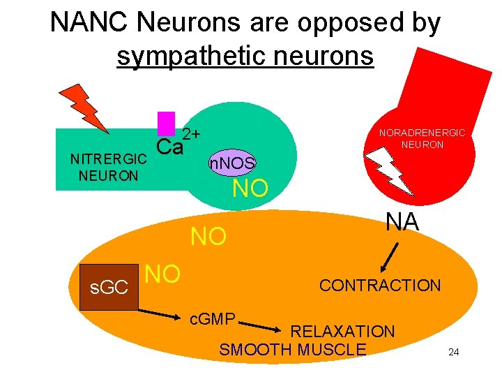 NANC Neurons are opposed by sympathetic neurons 2+ NITRERGIC NEURON Ca NORADRENERGIC NEURON n.