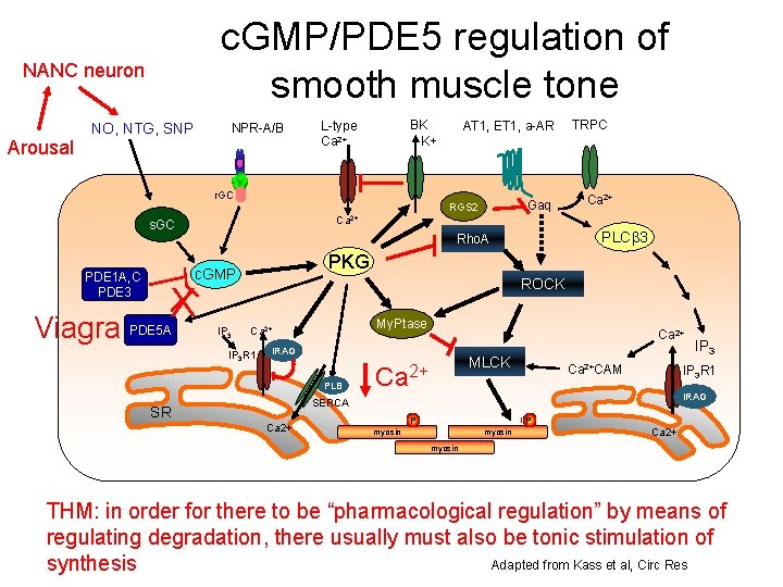 c. GMP/PDE 5 regulation of smooth muscle tone NANC neuron Arousal NO, NTG, SNP