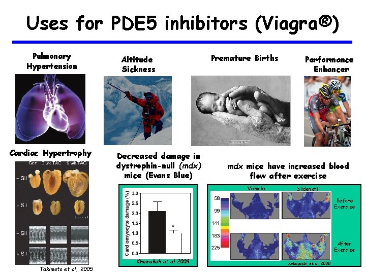 Uses for PDE 5 inhibitors (Viagra®) Pulmonary Hypertension Cardiac Hypertrophy Altitude Sickness Decreased damage