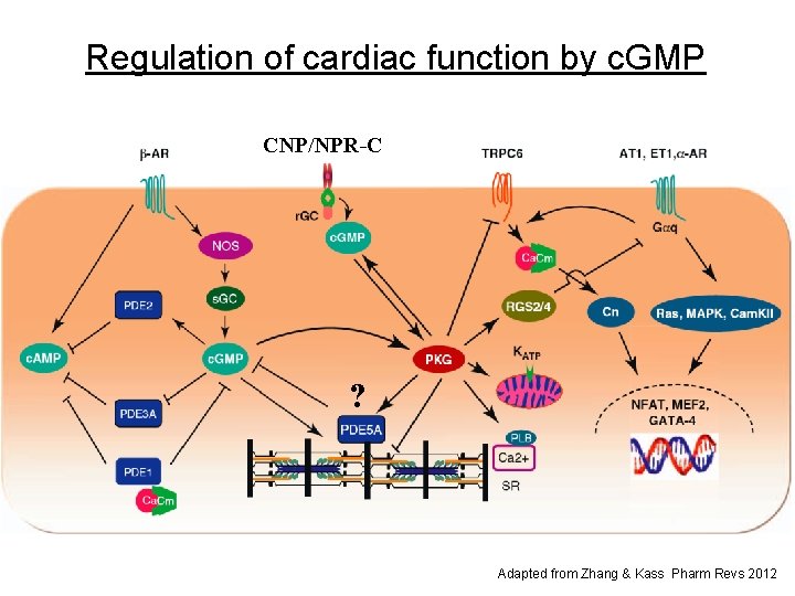 Regulation of cardiac function by c. GMP CNP/NPR-C ? Adapted from Zhang & Kass