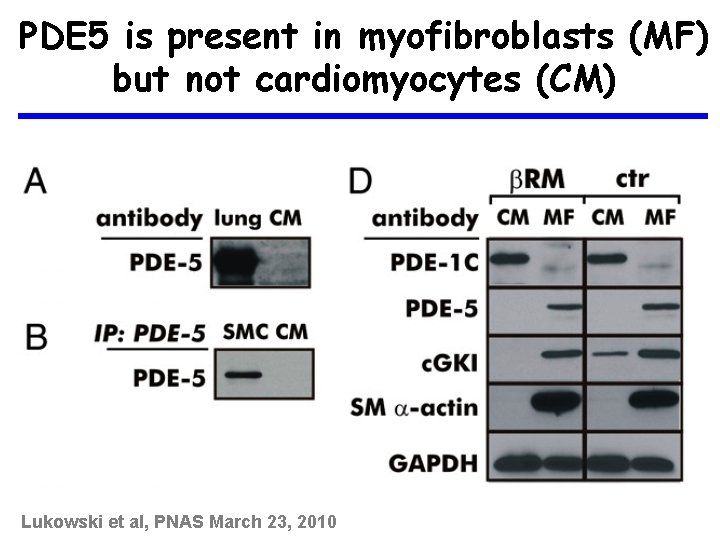 PDE 5 is present in myofibroblasts (MF) but not cardiomyocytes (CM) Lukowski et al,