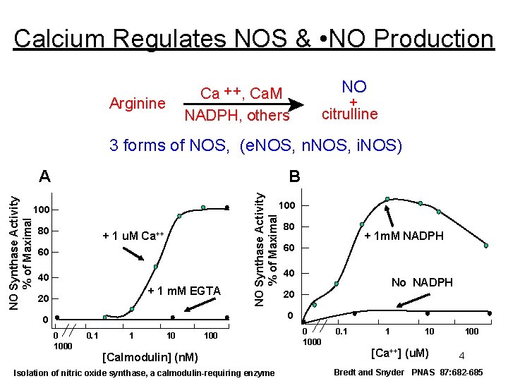 Calcium Regulates NOS & • NO Production Ca ++, Ca. M NADPH, others Arginine