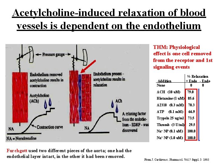 Acetylcholine-induced relaxation of blood vessels is dependent on the endothelium THM: Physiological effect is