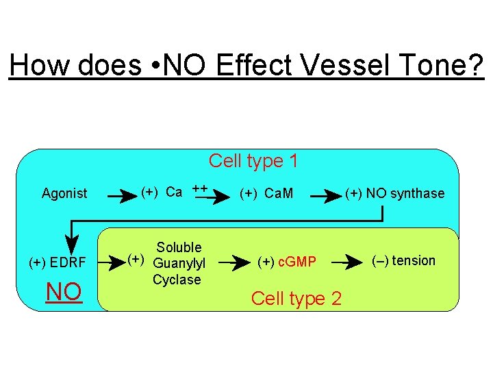 How does • NO Effect Vessel Tone? Cell type 1 Agonist (+) Ca ++