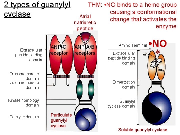 2 types of guanylyl cyclase Extracellular peptide binding domain ANP-C receptor THM: • NO