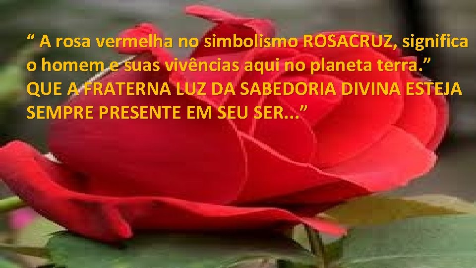 “ A rosa vermelha no simbolismo ROSACRUZ, significa o homem e suas vivências aqui