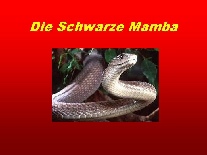 Die Schwarze Mamba 