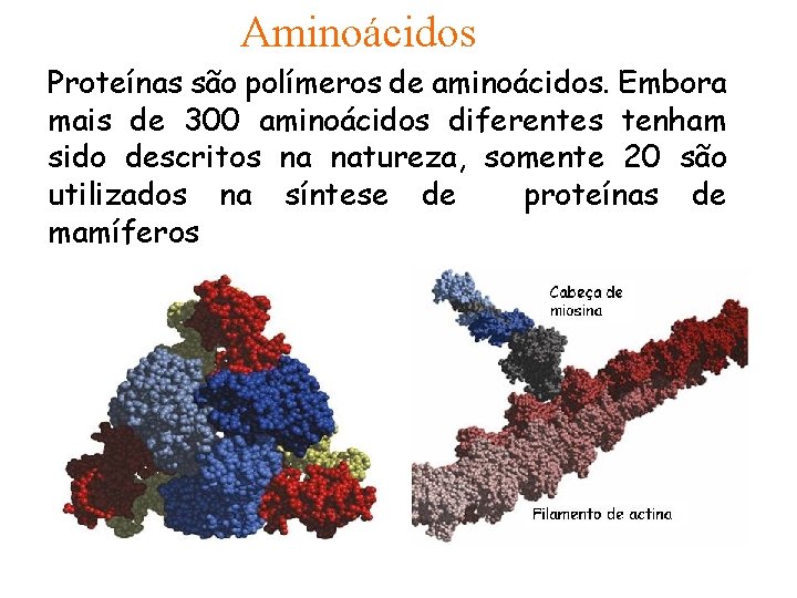 Aminoácidos Proteínas são polímeros de aminoácidos. Embora mais de 300 aminoácidos diferentes tenham sido