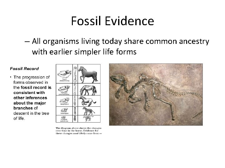 Fossil Evidence – All organisms living today share common ancestry with earlier simpler life