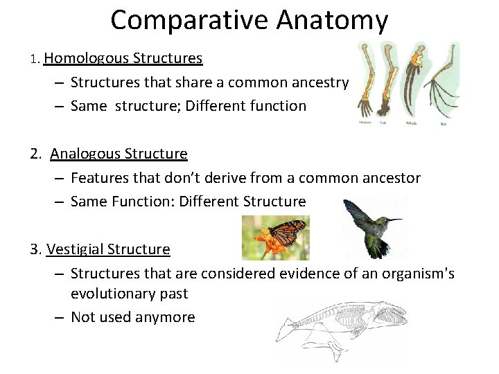 Comparative Anatomy 1. Homologous Structures – Structures that share a common ancestry – Same