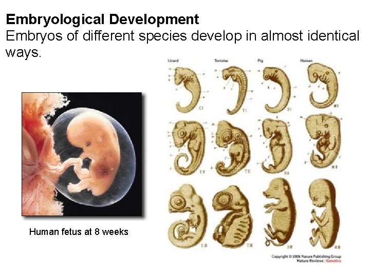 Embryological Development Embryos of different species develop in almost identical ways. Human fetus at