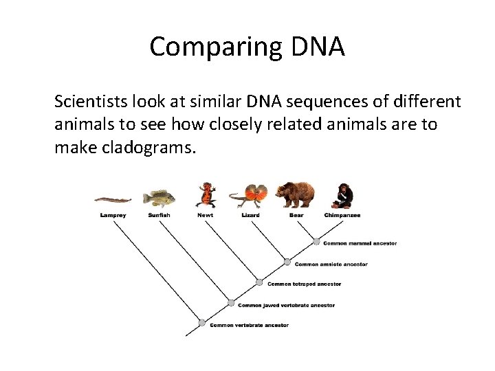 Comparing DNA Scientists look at similar DNA sequences of different animals to see how