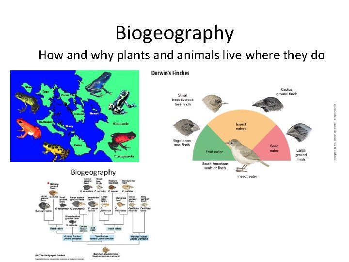 Biogeography How and why plants and animals live where they do 