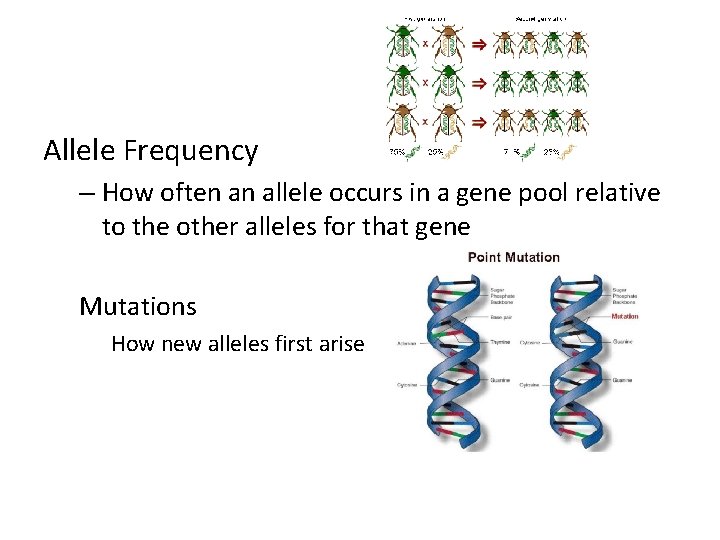 Allele Frequency – How often an allele occurs in a gene pool relative to
