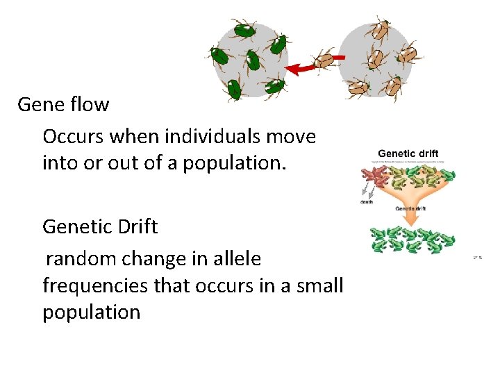 Gene flow Occurs when individuals move into or out of a population. Genetic Drift