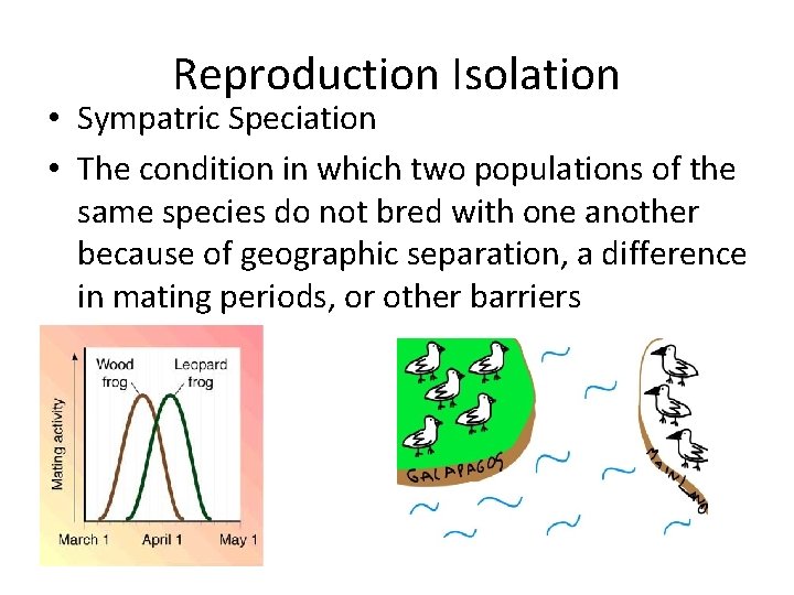 Reproduction Isolation • Sympatric Speciation • The condition in which two populations of the