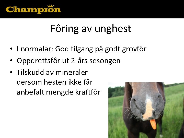 Fôring av unghest • I normalår: God tilgang på godt grovfôr • Oppdrettsfôr ut