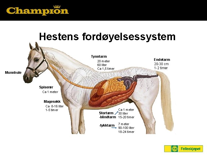 Hestens fordøyelsessystem Tynntarm Endetarm 20 -30 cm 1 -2 timer 20 meter 60 liter
