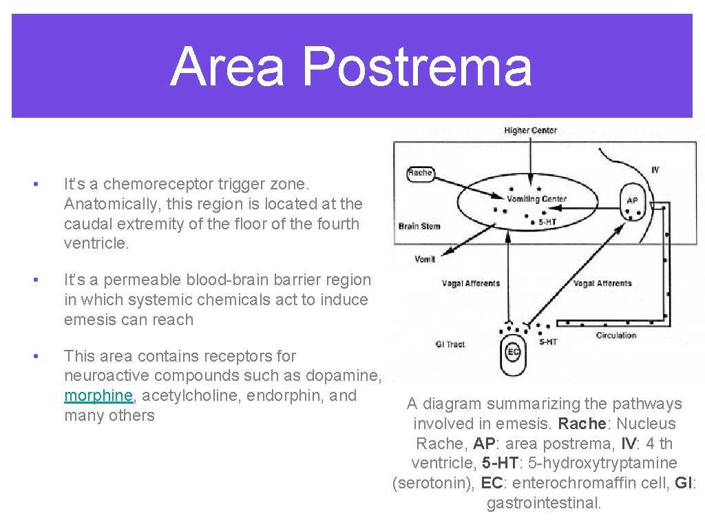 Area Postrema • It’s a chemoreceptor trigger zone. Anatomically, this region is located at