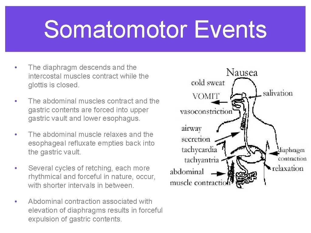Somatomotor Events • The diaphragm descends and the intercostal muscles contract while the glottis Somatomotor Events • The diaphragm descends and the intercostal muscles contract while the glottis