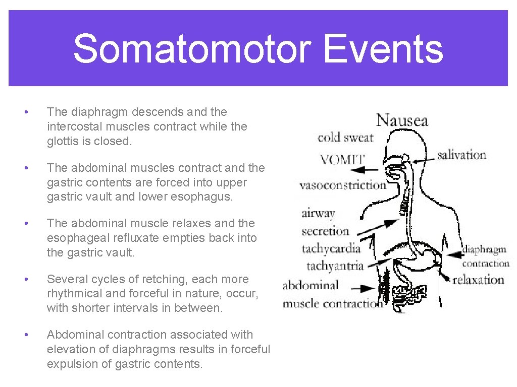 Somatomotor Events • The diaphragm descends and the intercostal muscles contract while the glottis