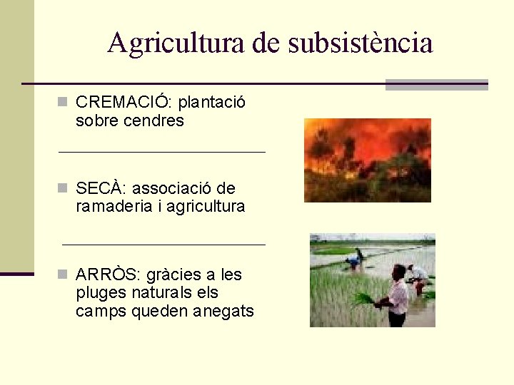 Agricultura de subsistència n CREMACIÓ: plantació sobre cendres n SECÀ: associació de ramaderia i Agricultura de subsistència n CREMACIÓ: plantació sobre cendres n SECÀ: associació de ramaderia i