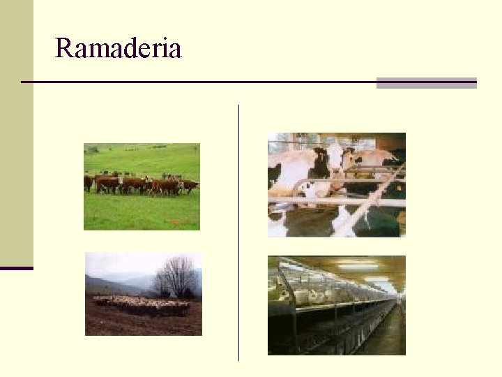 Ramaderia Ramaderia