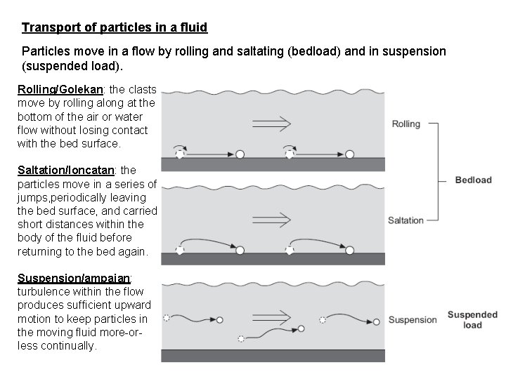 Transport of particles in a fluid Particles move in a flow by rolling and