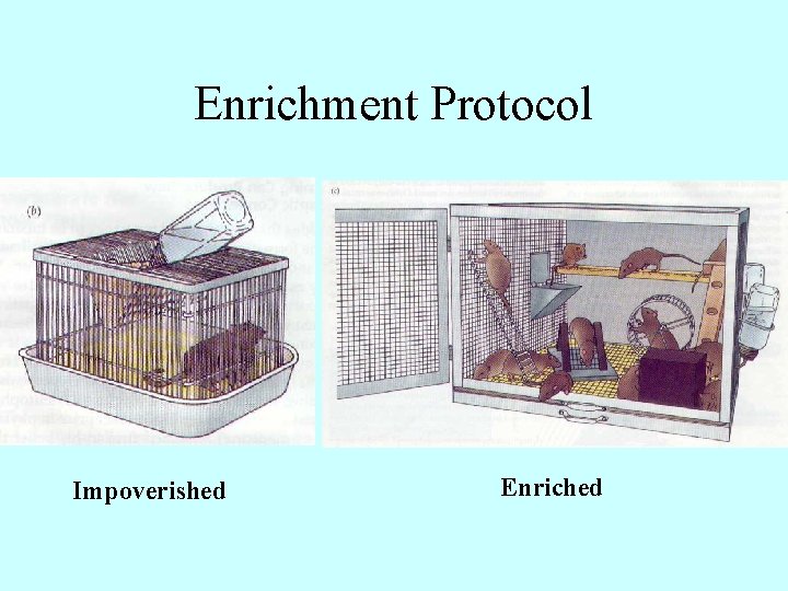 Enrichment Protocol Impoverished Enriched 