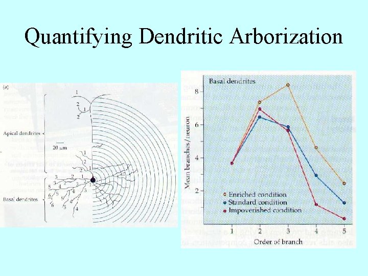 Quantifying Dendritic Arborization 