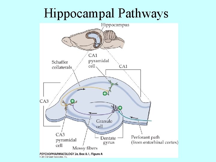 Hippocampal Pathways 