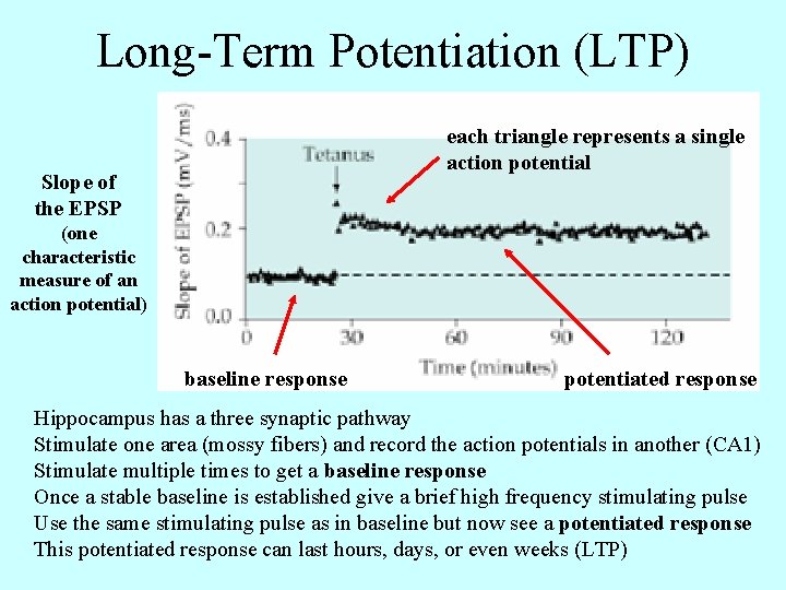 Long-Term Potentiation (LTP) each triangle represents a single action potential Slope of the EPSP Long-Term Potentiation (LTP) each triangle represents a single action potential Slope of the EPSP