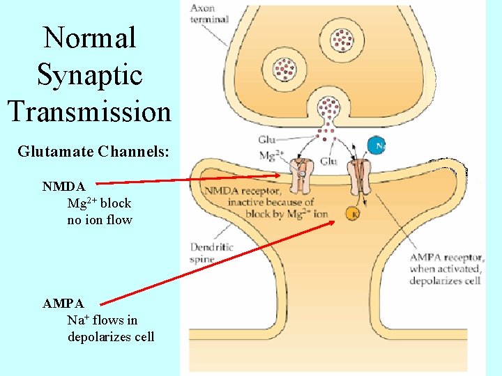 Normal Synaptic Transmission Glutamate Channels: NMDA Mg 2+ block no ion flow AMPA Na+