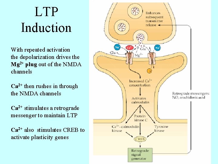 LTP Induction With repeated activation the depolarization drives the Mg 2+ plug out of