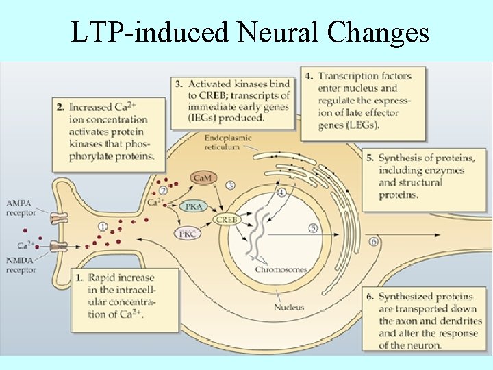 LTP-induced Neural Changes 