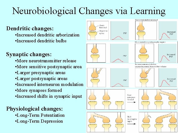 Neurobiological Changes via Learning Dendritic changes: • Increased dendritic arborization • Increased dendritic bulbs