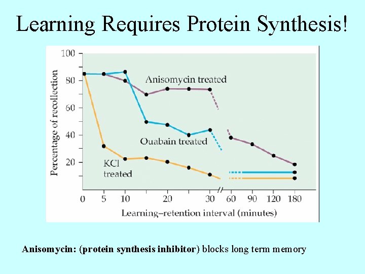 Learning Requires Protein Synthesis! Anisomycin: (protein synthesis inhibitor) blocks long term memory 