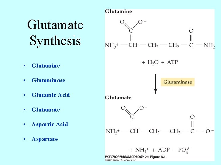 Glutamate Synthesis • Glutamine • Glutaminase • Glutamic Acid • Glutamate • Aspartic Acid