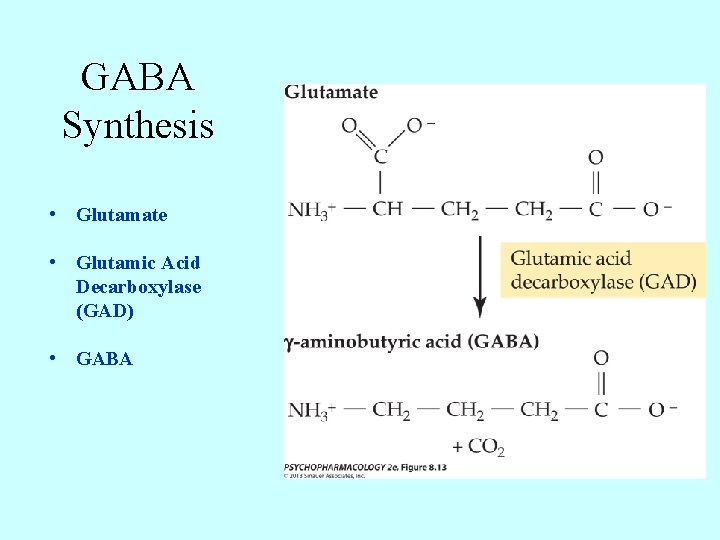 GABA Synthesis • Glutamate • Glutamic Acid Decarboxylase (GAD) • GABA 