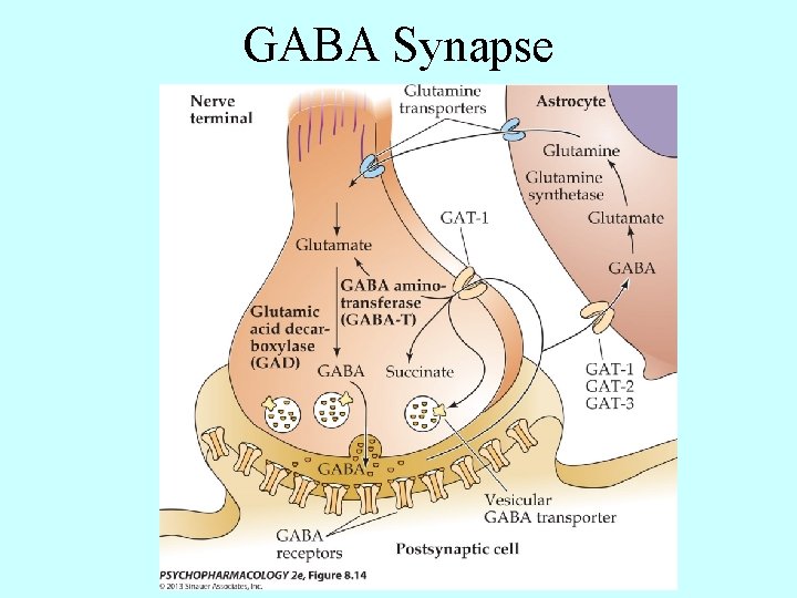 GABA Synapse 