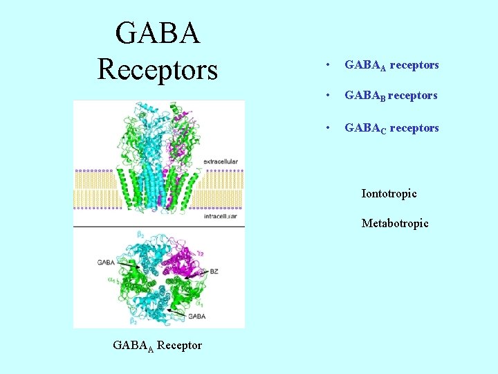 GABA Receptors • GABAA receptors • GABAB receptors • GABAC receptors Iontotropic Metabotropic GABAA