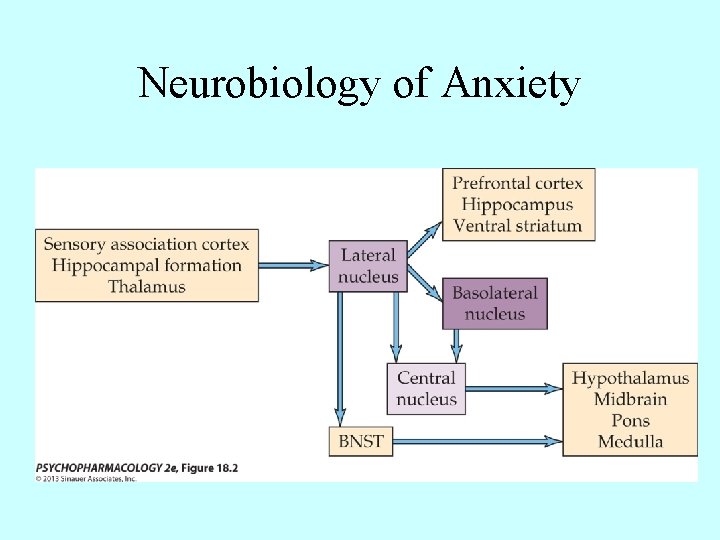 Neurobiology of Anxiety 