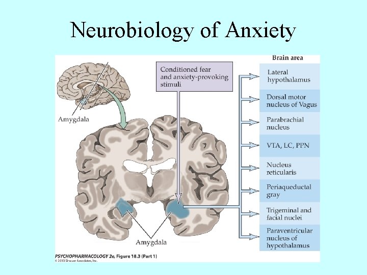 Neurobiology of Anxiety 