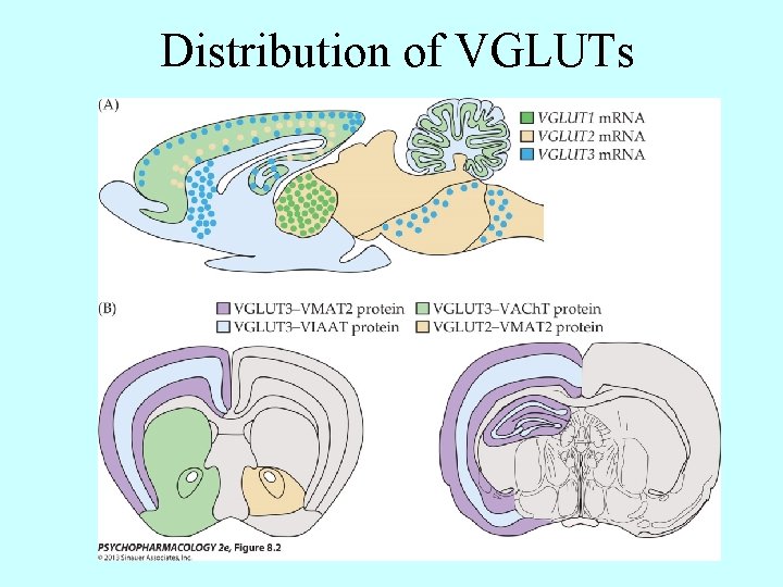 Distribution of VGLUTs 