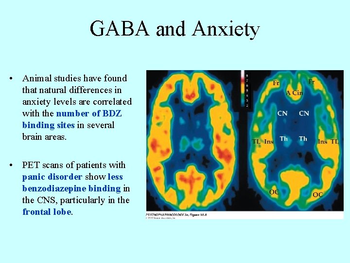 GABA and Anxiety • Animal studies have found that natural differences in anxiety levels